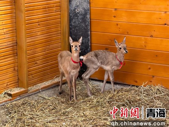 图为哈尔盖镇普氏原羚自然科普体验基地内救助的普氏原羚幼崽。潘雨洁 摄 图为哈尔盖镇普氏原羚自然科普体验基地内救助的普氏原羚幼崽。潘雨洁 摄