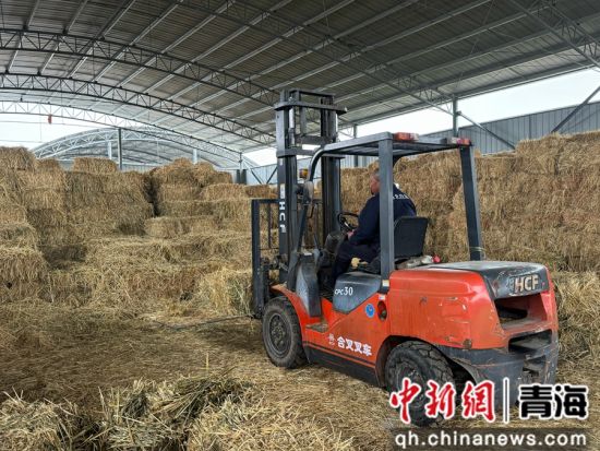 图为永丰村饲草种植储备基地。潘雨洁 摄 图为永丰村饲草种植储备基地。潘雨洁 摄