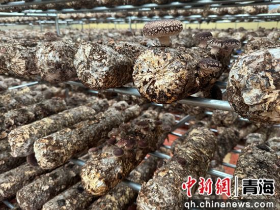 图为达玉五谷村菌菇种植基地。潘雨洁 摄 图为达玉五谷村菌菇种植基地。潘雨洁 摄