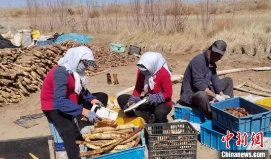 图为科尔村村民清洗肉苁蓉。鲁景供图 图为科尔村村民清洗肉苁蓉。鲁景供图