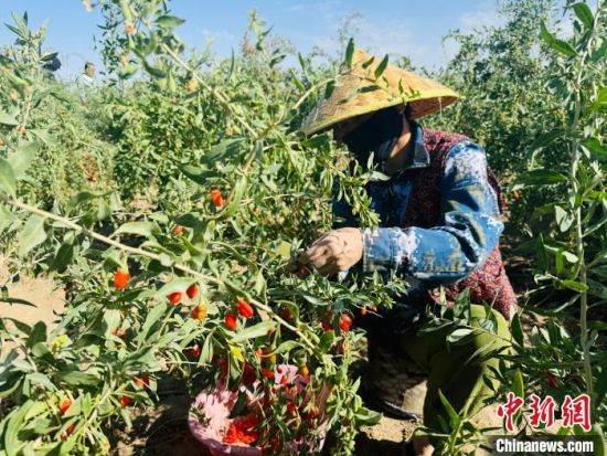 图为采摘工采摘枸杞。 谭丽 摄 图为采摘工采摘枸杞。 谭丽 摄