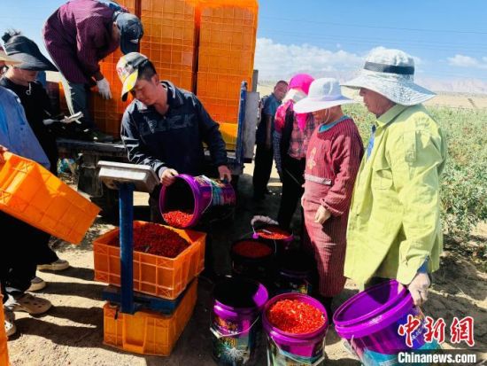 图为工人们称重鲜枸杞。 谭丽 摄 图为工人们称重鲜枸杞。 谭丽 摄