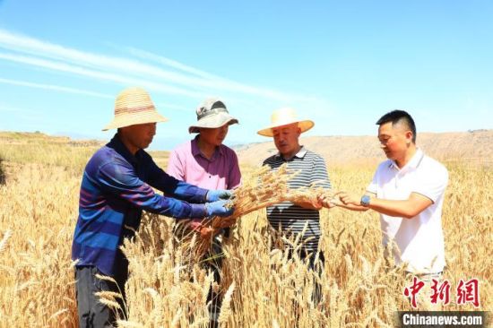 图为种植户和农业部门工作人员查看麦穗饱满度。李隽 摄 图为种植户和农业部门工作人员查看麦穗饱满度。李隽 摄