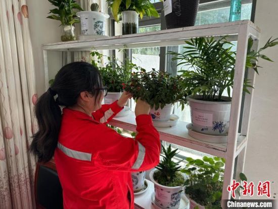 图为在处理后的油泥砂内种植成活的绿植。青海油田供图 图为在处理后的油泥砂内种植成活的绿植。青海油田供图