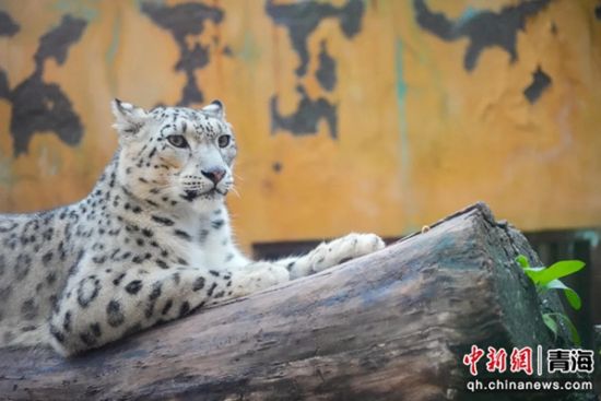 资料图为西宁野生动物园内的雪豹。市民委供图 资料图为西宁野生动物园内的雪豹。市民委供图