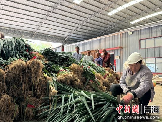 图为塘巴村向隆农民专业合作社内将大葱打捆的村民。潘雨洁摄 图为塘巴村向隆农民专业合作社内将大葱打捆的村民。潘雨洁摄