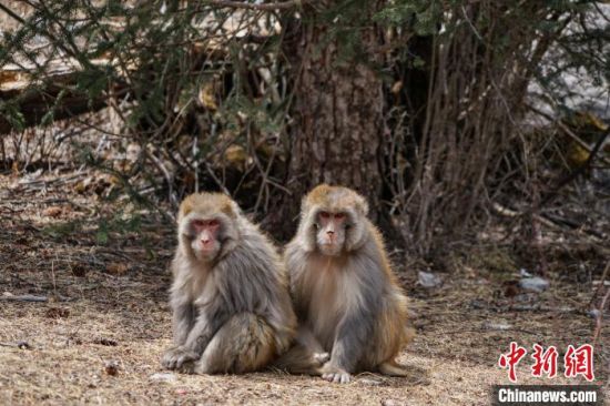 图为青海省玉树藏族自治州囊谦县尕尔寺大峡谷觅食的野生藏猕猴。马铭言 摄 图为青海省玉树藏族自治州囊谦县尕尔寺大峡谷觅食的野生藏猕猴。马铭言 摄