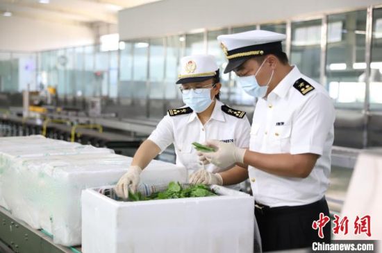 图为海关工作人员对出口冷凉蔬菜进行检验检疫。 西宁海关 供图 图为海关工作人员对出口冷凉蔬菜进行检验检疫。 西宁海关 供图