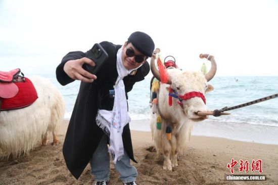 图为柬埔寨歌手chhin eychinh在青海湖边与牦牛合影。张忠苹 摄 图为柬埔寨歌手chhin eychinh在青海湖边与牦牛合影。张忠苹 摄