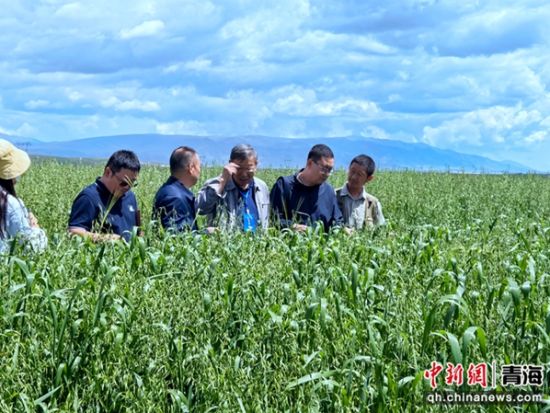 图为特培专家在基层服务。海北州人社局供图 图为特培专家在基层服务。海北州人社局供图