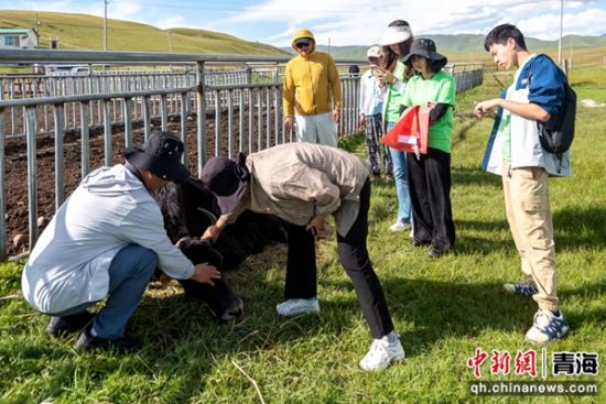 图为特培专家在基层服务。海北州人社局供图 图为特培专家在基层服务。海北州人社局供图