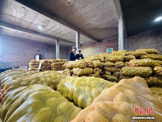 图为海关工作人员对出口土豆进行检查。西宁海关 供图
