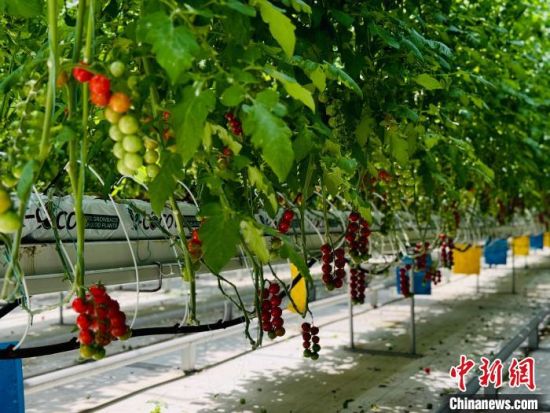 图为西宁市冷凉蔬菜种植基地。(资料图) 中新网记者 孙睿 摄 图为西宁市冷凉蔬菜种植基地。(资料图) 中新网记者 孙睿 摄