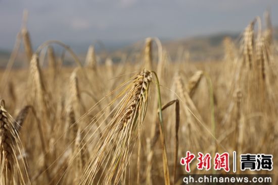 图为青稞种植基地。张添福 摄 图为青稞种植基地。张添福 摄