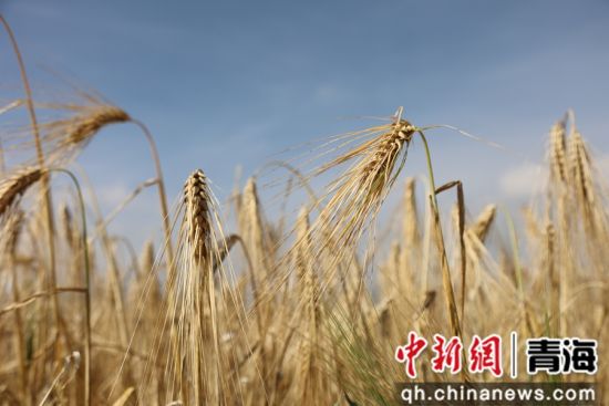 图为青稞种植基地。张添福 摄 图为青稞种植基地。张添福 摄