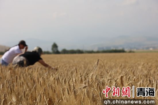 图为青稞种植基地。张添福 摄 图为青稞种植基地。张添福 摄