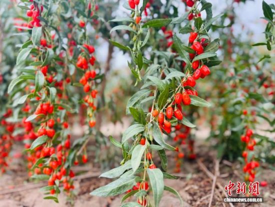 图为格尔木种植的柴达木枸杞迎来丰收。孙睿 摄