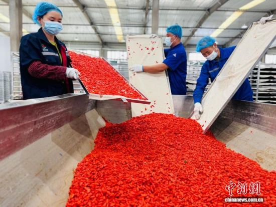图为青海省格尔木农垦集团枸杞生产线，工人们正在收集采用锁鲜工艺烘干的枸杞。孙睿 摄