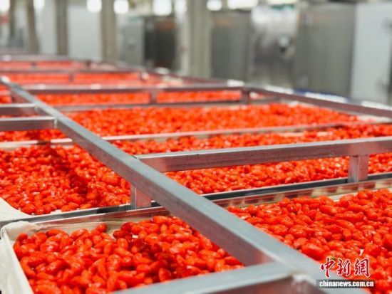 图为新鲜柴达木枸杞。孙睿 摄