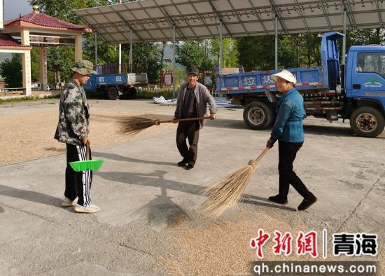 图为抢收现场。大通县委宣传部 供图 图为抢收现场。大通县委宣传部 供图
