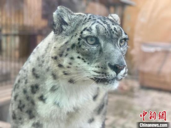 图为雪豹。李江宁 摄 图为雪豹。李江宁 摄