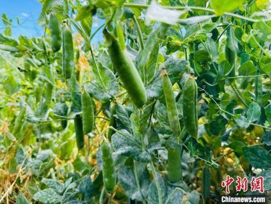 图为新品种豌豆试种成功,获丰收。 乌兰融媒 供图 图为新品种豌豆试种成功,获丰收。 乌兰融媒 供图