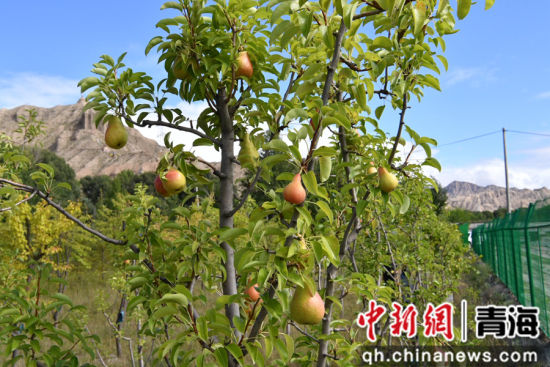 图为淤塞河道已疏通，岸边杂草换成错落灌木、果林与生态乔木。青海省生态环境厅 供图