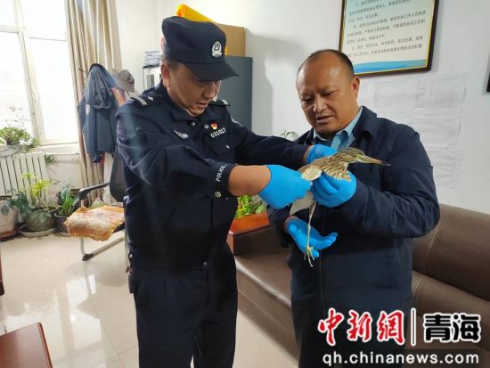 图为救助国家“三有”保护动物池鹭。兴海县委宣传部供图 图为救助国家“三有”保护动物池鹭。兴海县委宣传部供图
