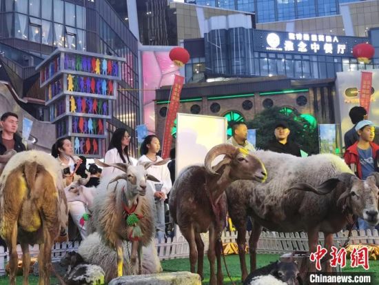 图为在城市商业街区“现身”的藏羊家族。张添福 摄 图为在城市商业街区“现身”的藏羊家族。张添福 摄