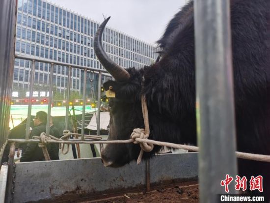 图为在城市商业街区被特殊安保的牦牛。张添福 摄 图为在城市商业街区被特殊安保的牦牛。张添福 摄