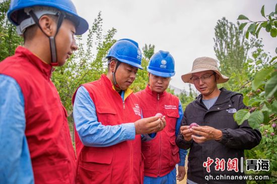 图为国网青海黄化供电公司工作人员在青海省黄南藏族自治州尖扎县昂拉乡拉毛村向当地村民了解西梅长势。王成泓 摄