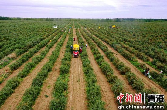 图为枸杞种植基地工人们正在采摘枸杞。 张忠苹 摄