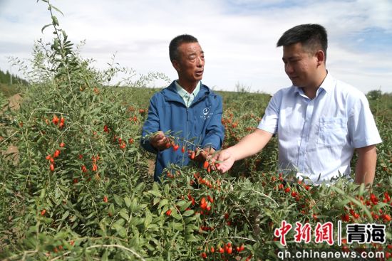 图为农行格尔木分行客户经理张凯(右)在枸杞种植地了解枸杞种植情况。 张忠苹 摄