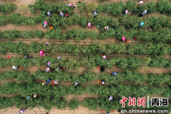 图为工人们正在采摘枸杞。 张忠苹 摄