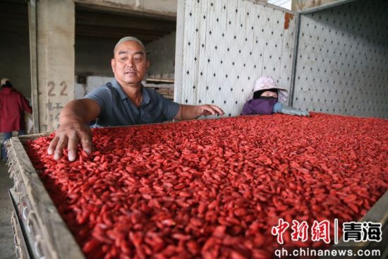 图为枸杞种植户正在烘干枸杞。 张忠苹 摄