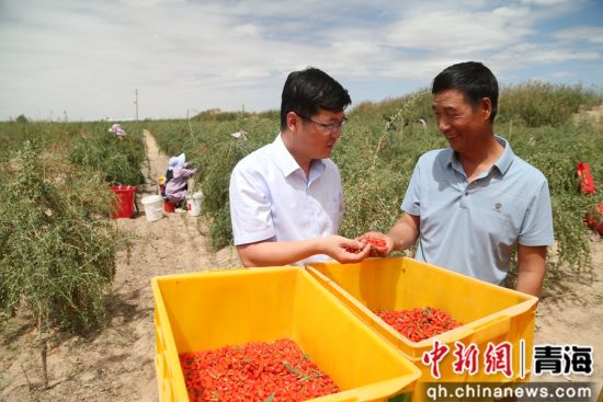 图为农行格尔木分行客户经理李生刚(左)在枸杞种植地了解客户信贷需求。 张忠苹 摄