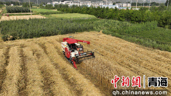 图为大通回族土族自治县内，小麦进入收割季。国网青海电力供图