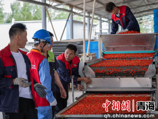 图为海西州境内，刚采摘下来的枸杞在现代化车间进行清洗、杀菌、色选、烘干处理。国网青海电力供图