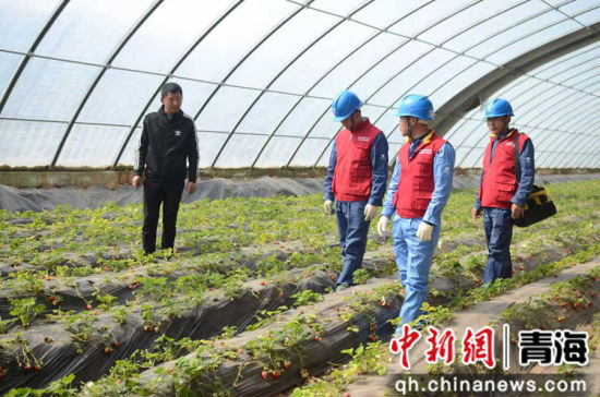 图为电力工作人员在海东市民和县的温棚中检查智能温控、水肥一体化系统等智慧设备。国网青海电力供图