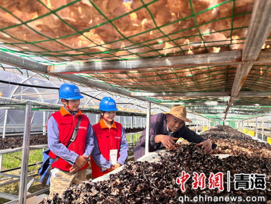 图为电力工作人员在果洛班玛县高原菌类种植示范基地检查用电设备。国网青海电力供图