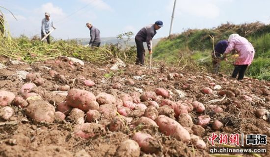 图为收获现场。乐都区委宣传部 供图 图为收获现场。乐都区委宣传部 供图