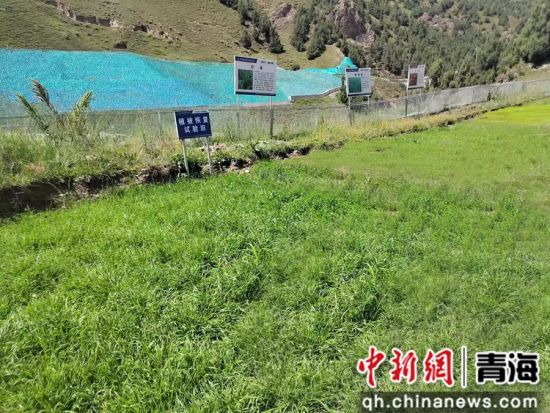 图为植被恢复试验田。马彩荣供图 图为植被恢复试验田。马彩荣供图