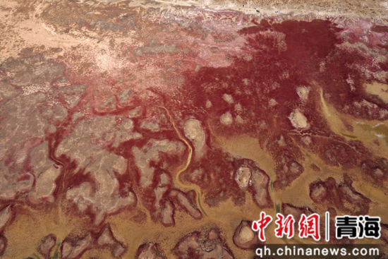 图为航拍青海都兰湖国家湿地公园内盐生植物盐爪爪被秋意浸透，通体染上浓烈的赤红，色彩鲜艳，美景如画。 张忠苹 摄