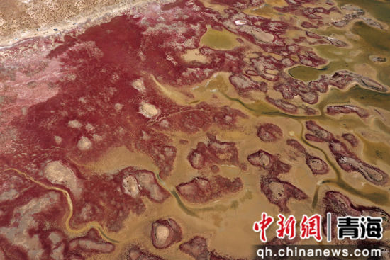 图为航拍青海都兰湖国家湿地公园内盐生植物盐爪爪被秋意浸透，通体染上浓烈的赤红，色彩鲜艳，美景如画。 张忠苹 摄