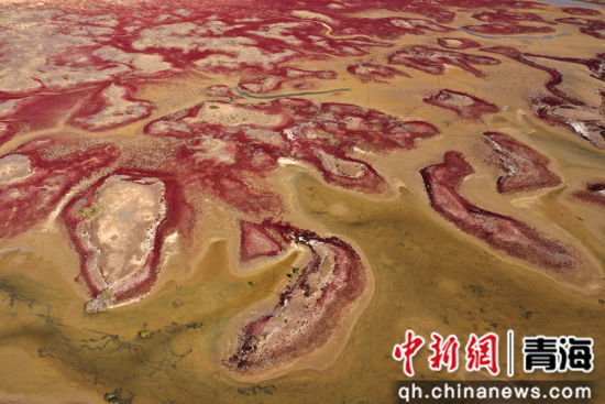 图为航拍青海都兰湖国家湿地公园内盐生植物盐爪爪被秋意浸透，通体染上浓烈的赤红，色彩鲜艳，美景如画。 张忠苹 摄
