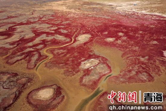 图为航拍青海都兰湖国家湿地公园内盐生植物盐爪爪被秋意浸透，通体染上浓烈的赤红，色彩鲜艳，美景如画。 张忠苹 摄