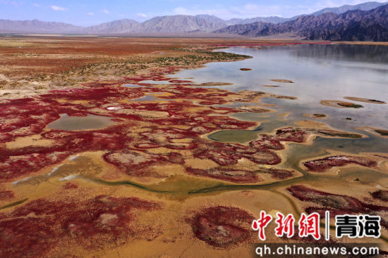 图为航拍青海都兰湖国家湿地公园内盐生植物盐爪爪被秋意浸透，通体染上浓烈的赤红，色彩鲜艳，美景如画。 张忠苹 摄