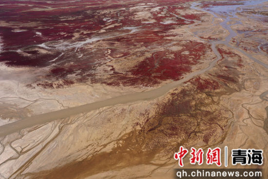 图为航拍青海都兰湖国家湿地公园内盐生植物盐爪爪被秋意浸透，通体染上浓烈的赤红，色彩鲜艳，美景如画。 张忠苹 摄