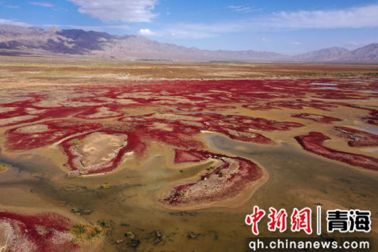 图为航拍青海都兰湖国家湿地公园内盐生植物盐爪爪被秋意浸透，通体染上浓烈的赤红，色彩鲜艳，美景如画。 张忠苹 摄