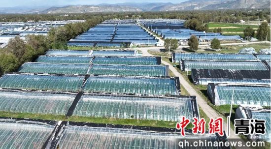 图为蔬菜基地。大通县委宣传部 供图 图为蔬菜基地。大通县委宣传部 供图